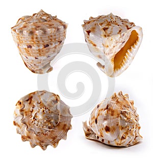 Cassis Cornuta Shell on white background