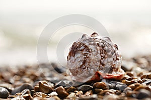 Cassis rufa seashell on sea pebbles