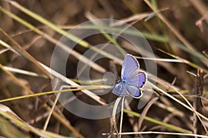 Cassius Blue butterfly, Florida
