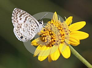 Cassius Blue Butterfly