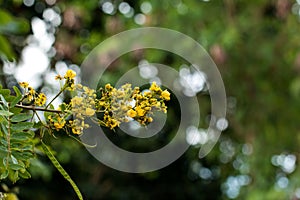 Cassod flower on tree, Thai copper pod flower bunch