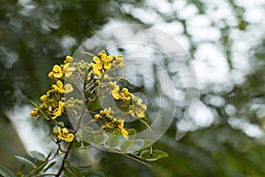 Cassod flower on tree, Thai copper pod flower bunch