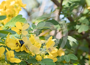 Cassod tree; Cassia siamea with flower