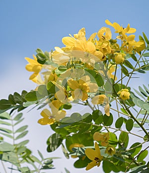 Cassod tree; Cassia siamese with flower