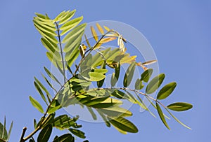 Cassod tree scientific name: Senna siamea leaves on trees.