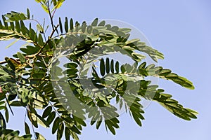 Cassod tree scientific name: Senna siamea leaves on trees.