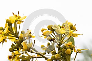 Cassod flower on tree or Thai copper pod flower on plant