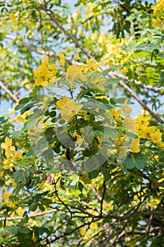 Cassod tree;yellow cassia siamea with flower