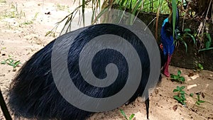 Cassowaries bird and nature background