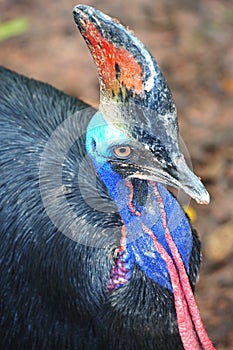 Cassowaries genius