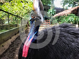 Cassowaries the most dangerous bird