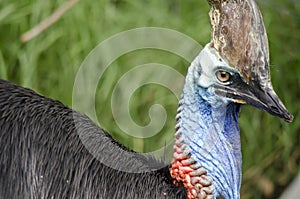 Cassowary