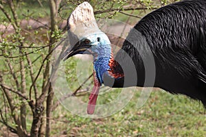 Cassowary