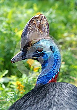 Cassowary