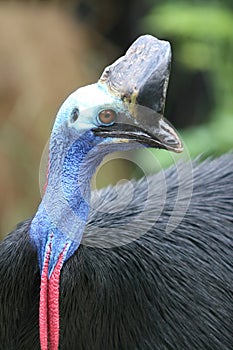 Cassowary