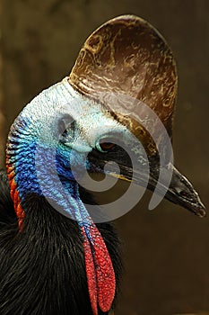 Cassowary