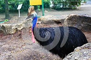 Cassowary