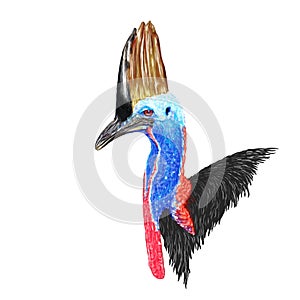 Cassowary