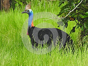 Cassowary