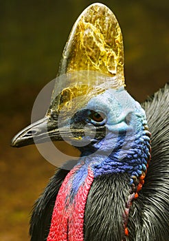 Cassowary