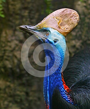 Cassowary