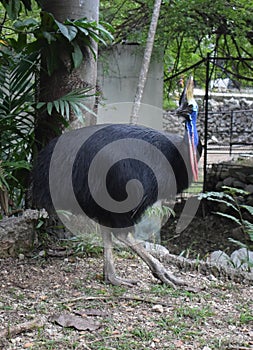 Cassowary photo