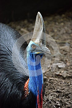 Cassowary