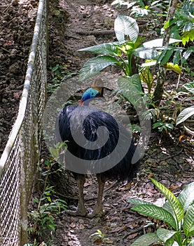 Cassowary bird