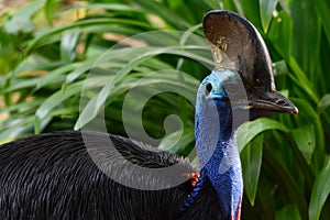 Cassowary Bird