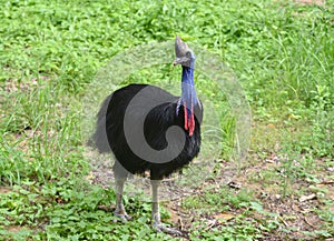 Cassowary bird