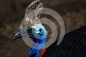 Cassowary bird close up face