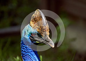 Cassowary, Casuarius casuarius, with blue plumage against blurred background, close up with portrait