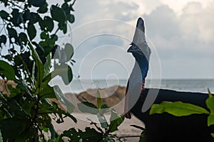 Cassowary Casuarius casuarius Etty Bay