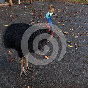 Cassowary Casuarius casuarius Etty Bay