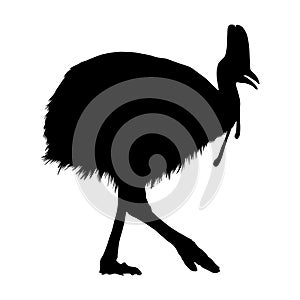 Cassowary Casuarius is a large species of flightless bird, Silhouette Style, Found in the forests of Papua New Guinea