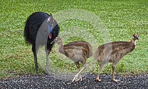 Cassowary chicks and their male dad