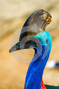 Cassowary close-up. Cassowary head. Big aggressive bird