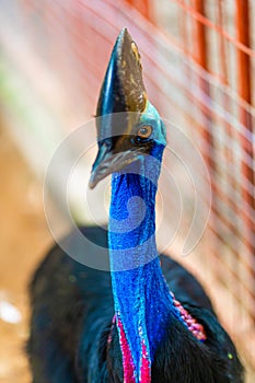 Cassowary close-up. Cassowary head. Big aggressive bird