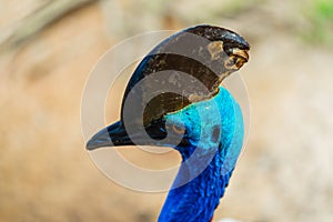 Cassowary close-up. Cassowary head. Big aggressive bird