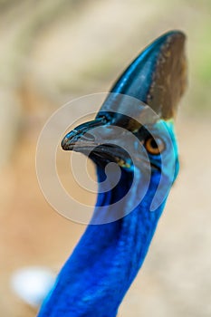 Cassowary close-up. Cassowary head. Big aggressive bird