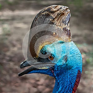 Cassowary Close up face.