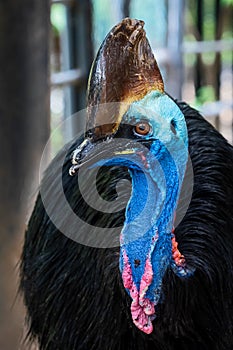 Cassowary Close up face.