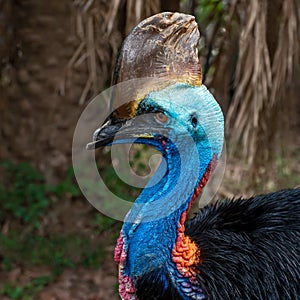 Cassowary Close up face.