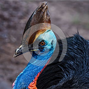 Cassowary Close up face.