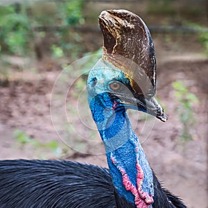 Cassowary Close up face