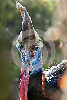 Cassowary