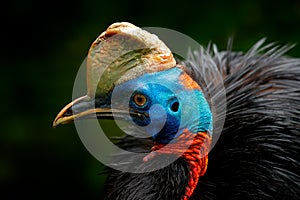 Cassowary, detail portrait of Southern cassowary, Casuarius casuarius. Australian big forest bird from Papua New Guinea. Big bird