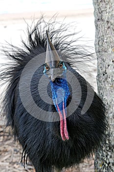 Cassowary eye