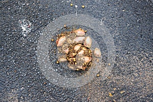 Cassowary feces Casuarius casuarius