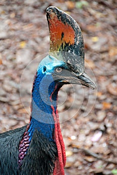 A cassowary flightless bird